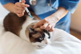 Vet-Giving-Injection-to-Cat