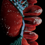 Sitokaskeletal Protein, Böbrek Gelişimini Etkiliyor