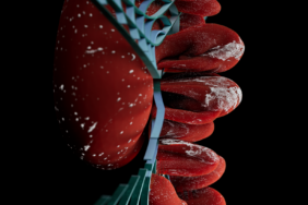 Sitokaskeletal Protein, Böbrek Gelişimini Etkiliyor